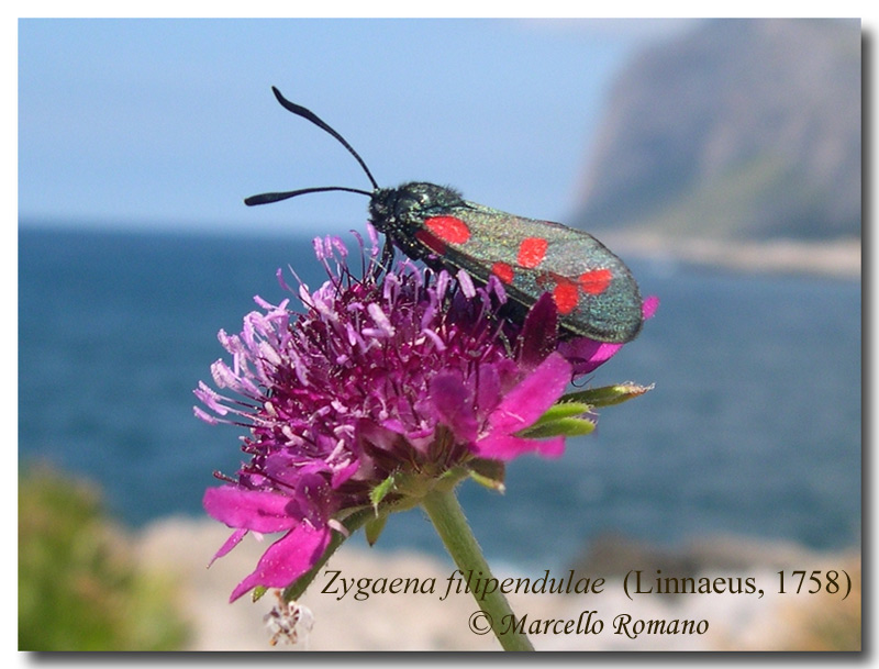 Mai visti cos tanti bruchi di Zygaena filipendulae!